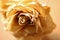 DEAD ROSE WITH CLOSE VIEW OF TEXTURE ON BRITTLE PETALS