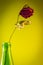 Dead rose in a green bottle