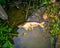 Dead rotten fish floating in canal water.