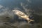 Dead rotten fish on shore of polluted lake