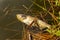 Dead rotten fish on shore of polluted lake