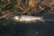 Dead rotten fish on shore of polluted lake. ecological disaster and pestilence of silver carp