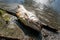 Dead rotten fish on shore of polluted lake. ecological disaster and pestilence of silver carp