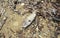 Dead and rotting fish between seaweed on the beach