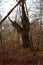 Dead, rotting oak in the forest thicket in the Sababurg jungle