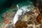 Dead, rotting reef shark on a coral reef recently hit by Blast Fishing