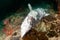 Dead, rotting reef shark on a coral reef recently hit by Blast Fishing