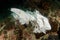 Dead, rotting shark underwater following recent blast fishing of the coral reef Mergui Archipelago, Myanmar