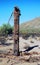 Dead saguaro cactus