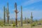 A dead Saguaro Cactus Carnegiea Gigantea among healthy ones in the Estrella Mountain Regional Park, Goodyear, Maricopa County, A