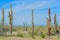 A dead Saguaro Cactus Carnegiea Gigantea among healthy ones in the Estrella Mountain Regional Park, Goodyear, Maricopa County, A
