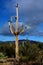 Dead Saguaro Cactus Stands Tall