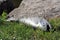 Dead salmon fish due to climate change
