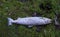 Dead salmon found at the bottom of Torne river in Sweden