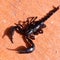 A dead scorpion on floor