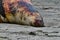 A dead sea lion on Moss Landing Beach