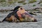 A dead sea lion on Moss Landing Beach