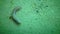 A dead sea worm that died during a freeze with a lack of oxygen in the water. Environmental disaster at sea. Black Sea