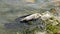 Dead seabird lying in dirty water, next to plastic debris