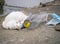 A dead seagull or bird at the edge of the water next to plastic bottles PETand a face mask.. Plastic pollution concept