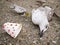 A dead seagull or bird at the edge of the water next to plastic waste.. Plastic pollution concept