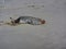 Dead seal carcass on a beach