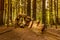 Dead sequoia tree forming a tunnel in the Redwood Forest National Park