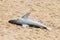 Dead shark on beach