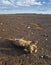 Dead sheep during a drought