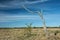 Dead single dry tree standing on a wild meadow