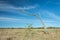 Dead single dry tree on a wild meadow