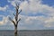 Dead single tree in the middle of the lake