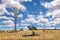 Dead skeleton eucalyptus trees in Tasmania, Australia. Summer sky background. Summer landscape in the Tasmanian Highlands