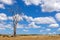 Dead skeleton eucalyptus trees in Tasmania, Australia. Summer sky background. Summer landscape in the Tasmanian Highlands