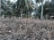 Dead small bushes under tall coconut palm trees