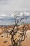 Dead small tree at Bryce Canyon