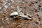 Dead smooth-hound shark washed ashore