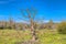 Dead snag in a field with blue sky