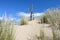 Dead Snag On Top Of Sand Dune