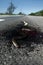 Dead snake on road