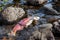 Dead Spawned Pacific Sockeye Salmon in Adams River