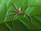 a dead spider stuck behind a leaf, an unknown spider. green foliage background that has fiber.