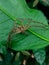 A dead spider stuck behind a leaf, an unknown spider. green foliage background that has fiber.