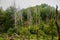 Dead spruce trees in the mixture forest under Temes rock, Slovakia