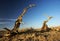 Dead standing tree in desert