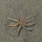 Dead starfish on a beach, New zealand