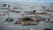 Dead starfish on the beach after storm