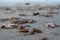 Dead starfish on the beach after storm