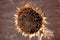 A dead sunflower