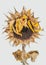 Dead Sunflower